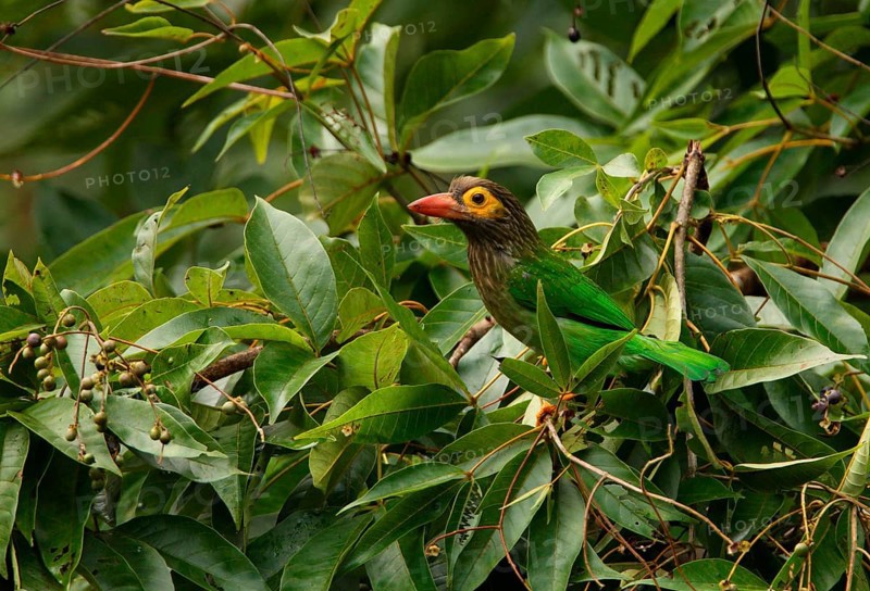 Brown-headed Barbet