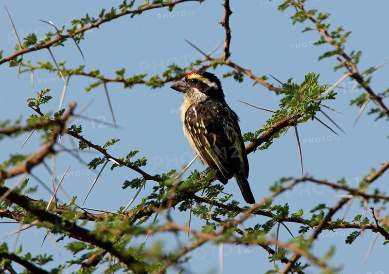 Red-fronted Barbet