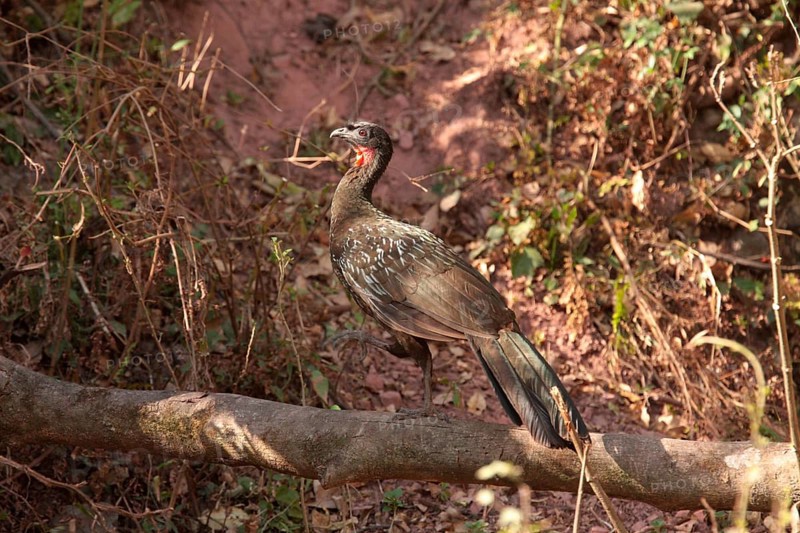 Dusky-legged guan