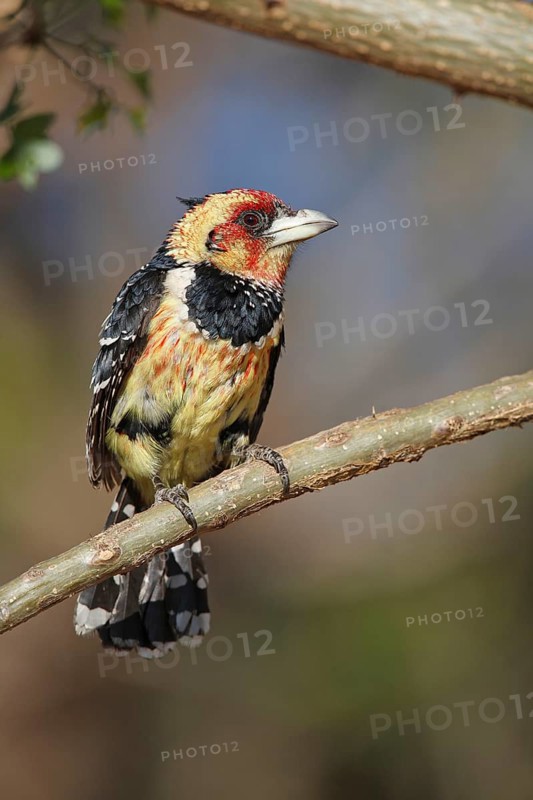 Crested Barbet