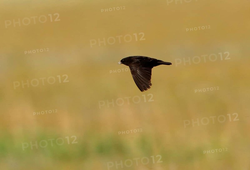 Black Lark