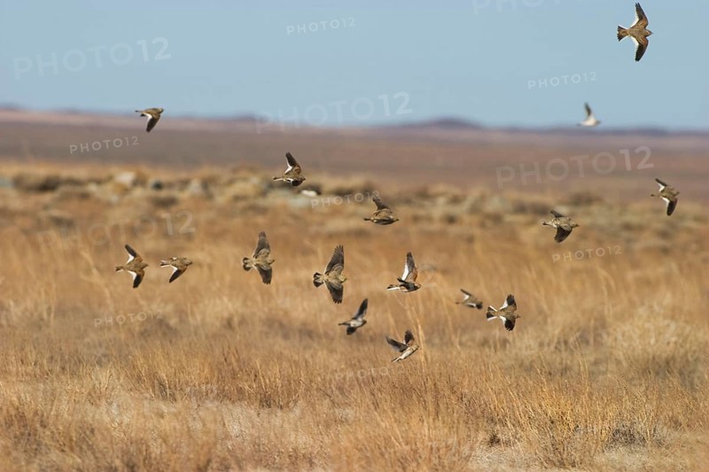 Black black lark