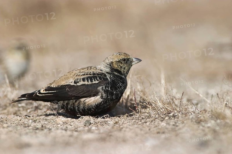 Black black lark