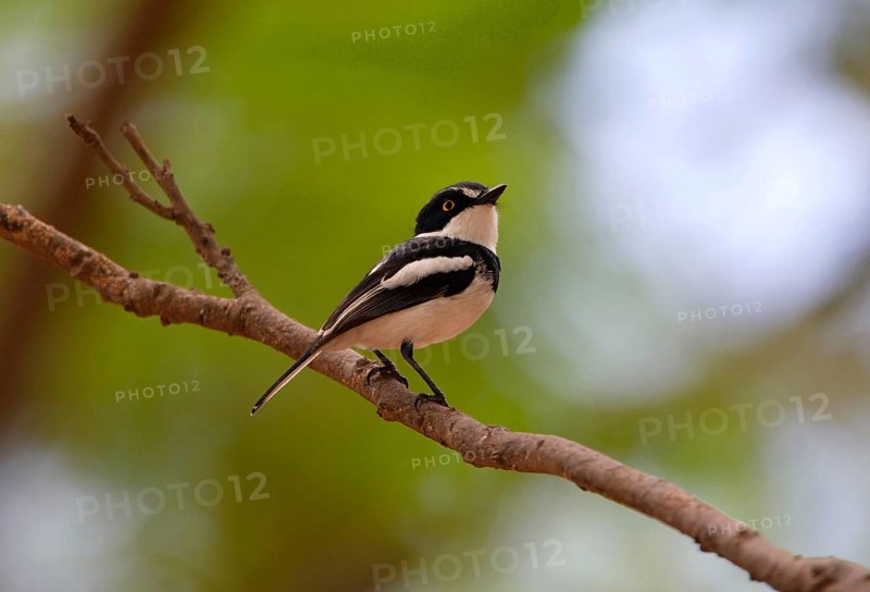 Black-headed Batis