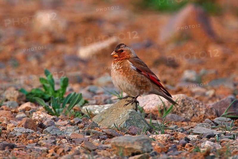 Crimson-winged Finch