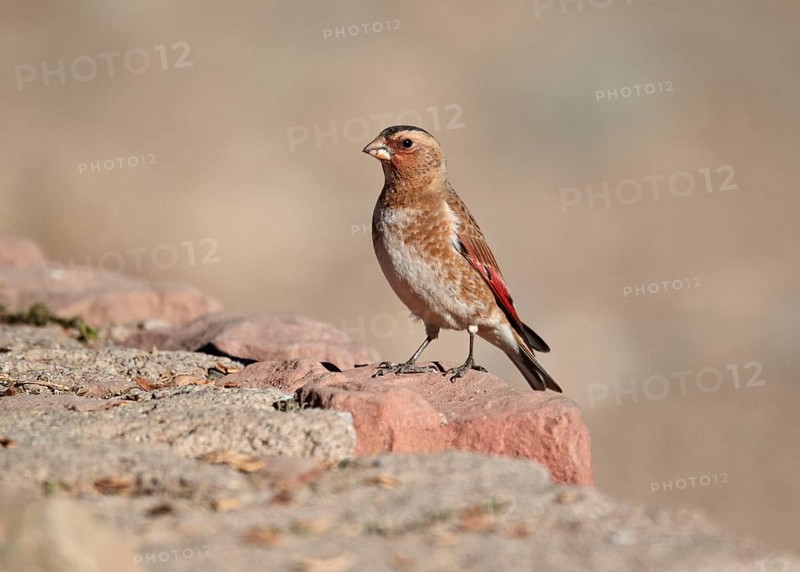 Crimson-winged Finch