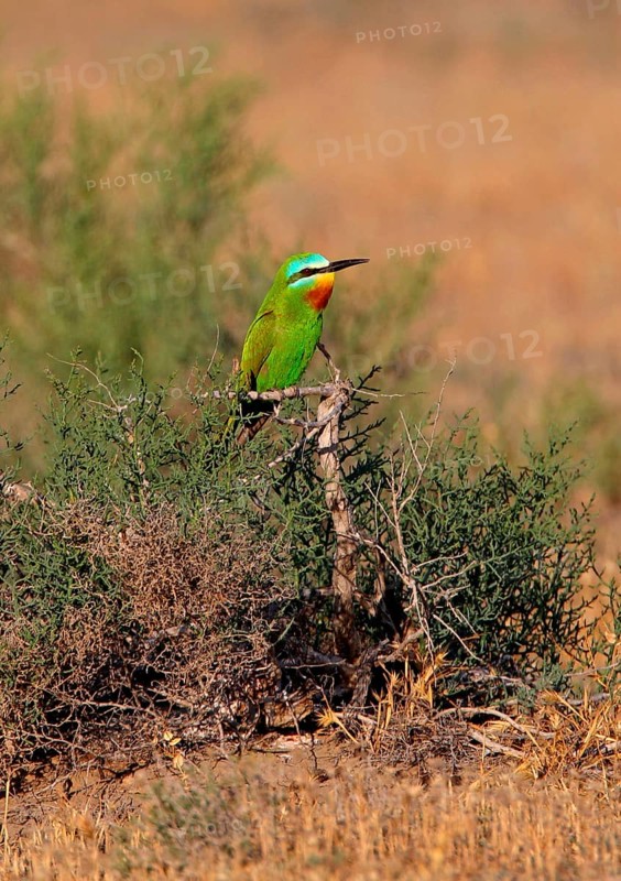 Blue-cheeked Bee-eater