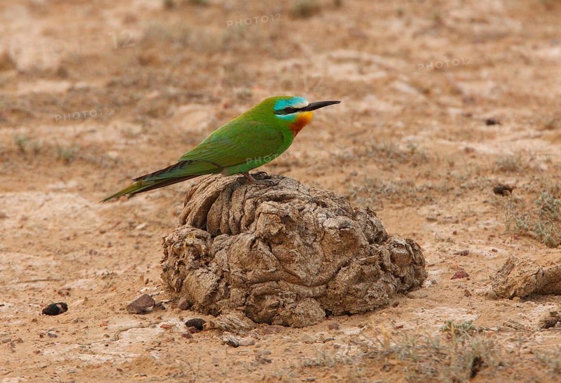 Blue-cheeked Bee-eater