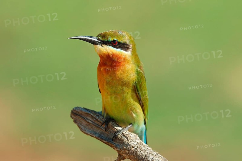 Blue-tailed bee-eater