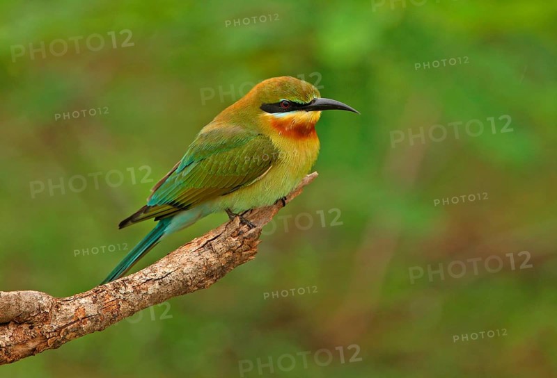 Blue-tailed bee-eater