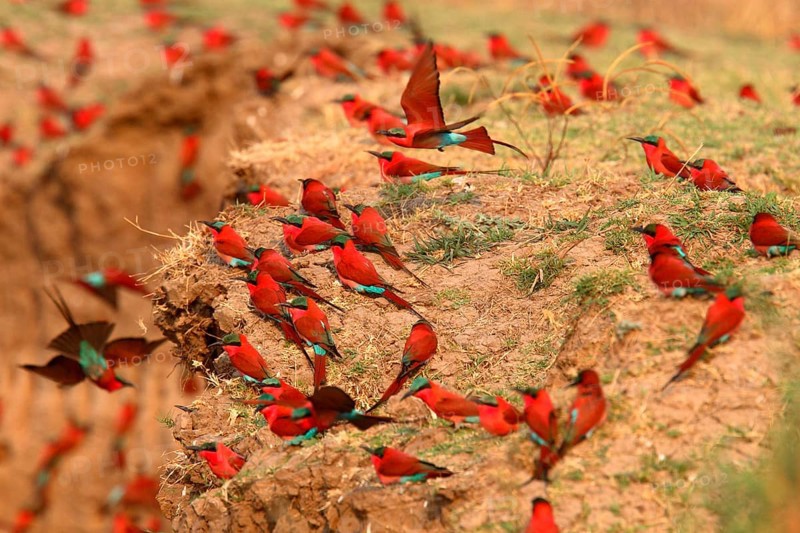 Flock of southern carmine bee-eaters