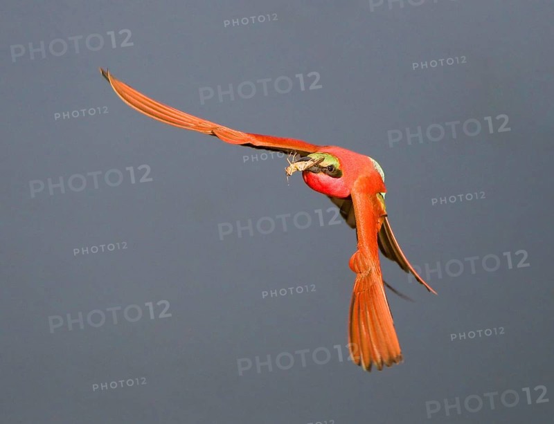 Southern carmine bee-eater