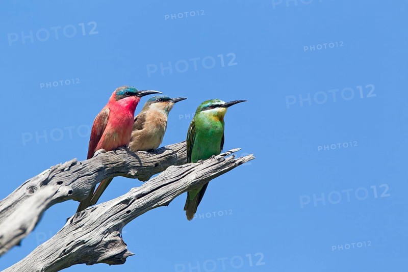 Southern southern carmine bee-eater