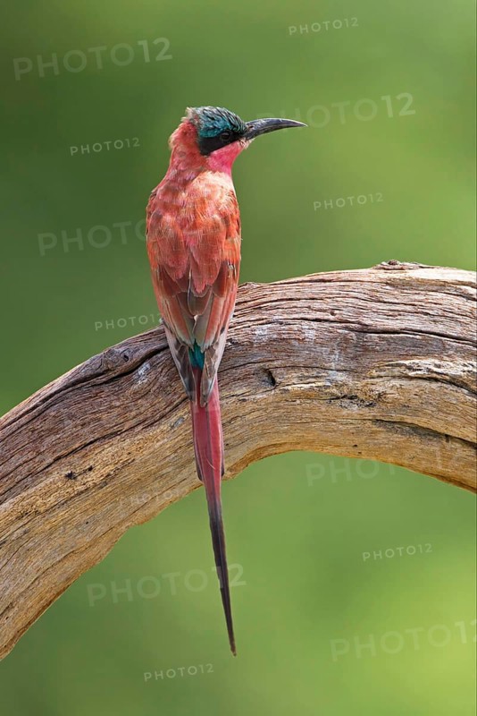 Southern carmine bee-eater