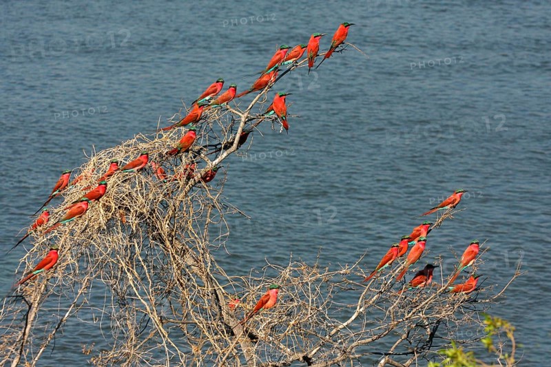 Flock of southern carmine bee-eaters