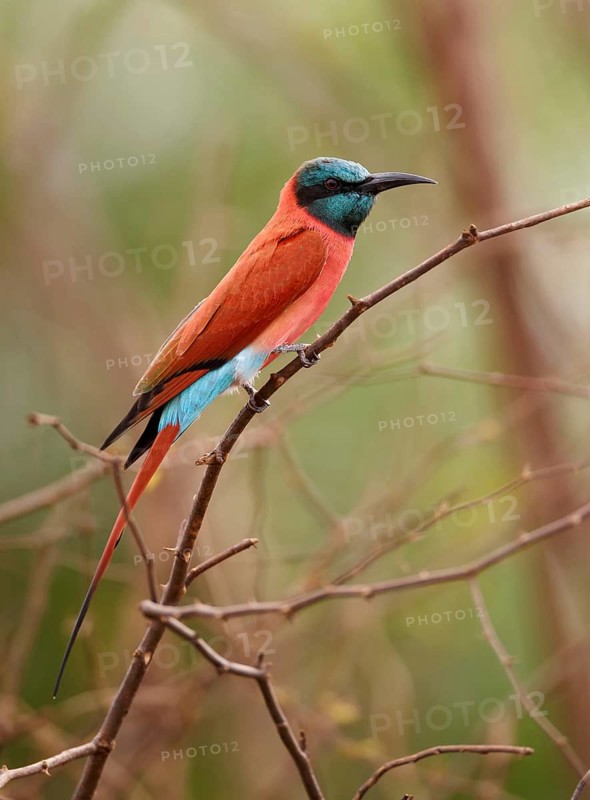Northern Carmine Bee-eater