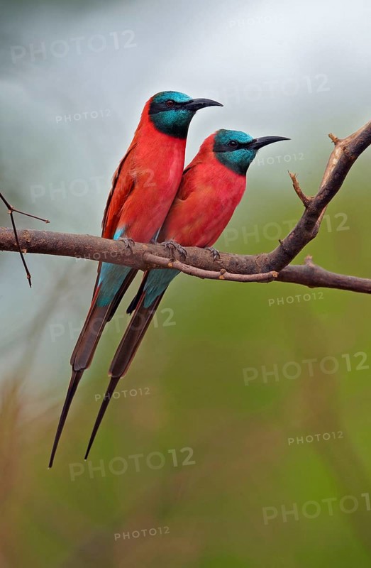 Northern Carmine Bee-eater