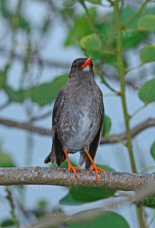 White-chinned thrush