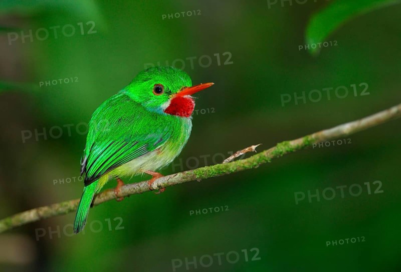 Jamaican tody