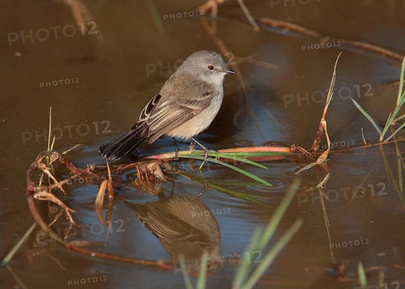 Sooty tyrannulet