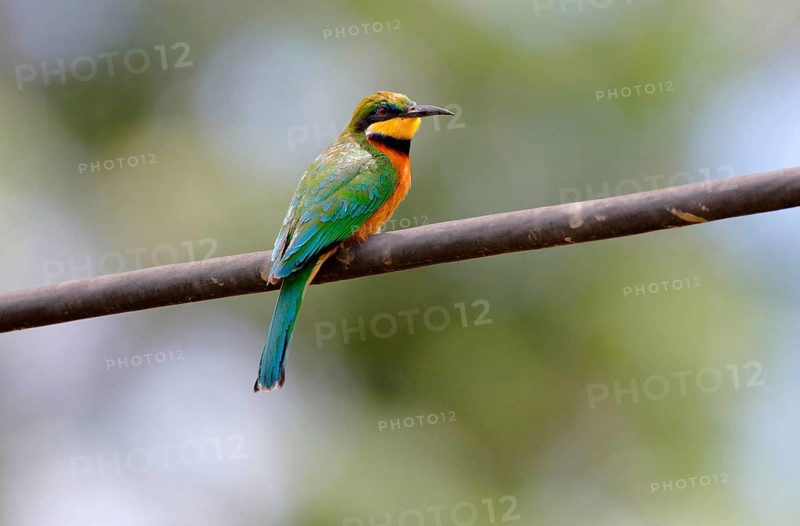 Cinnamon-chested bee-eater