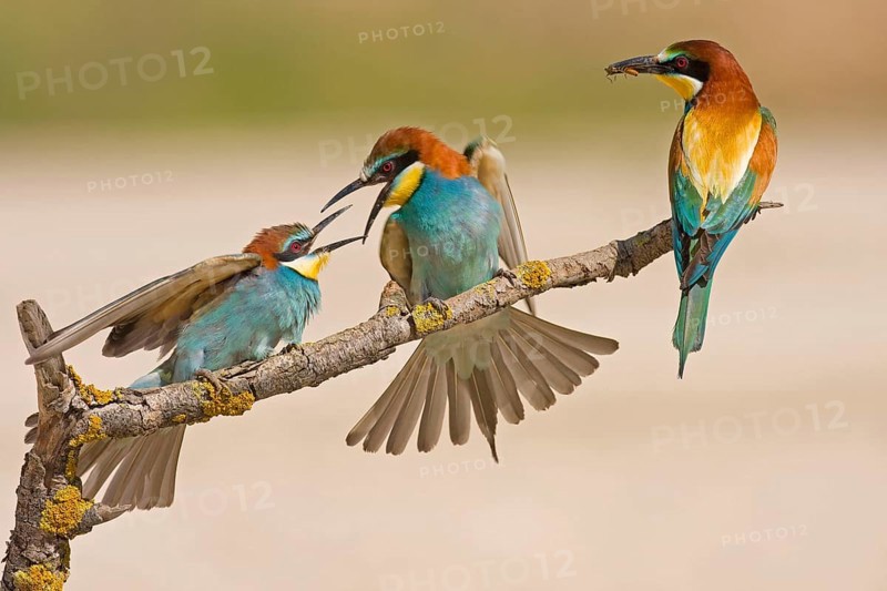 European bee-eater