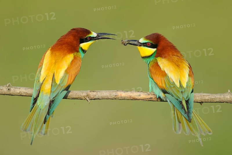 European bee-eater