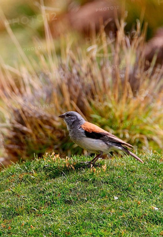 Red-backed Sierra-finch