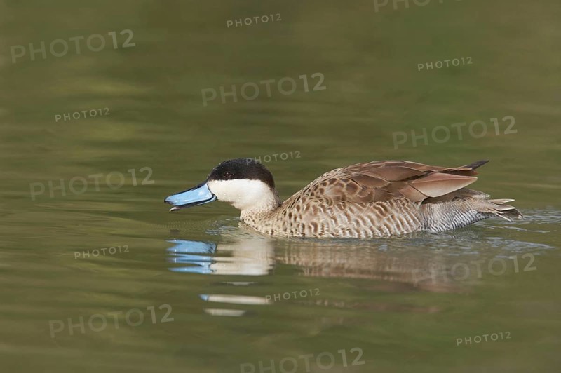 Puna Teal