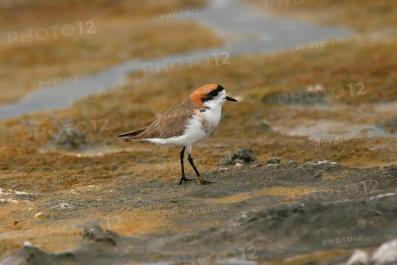 Puna plover