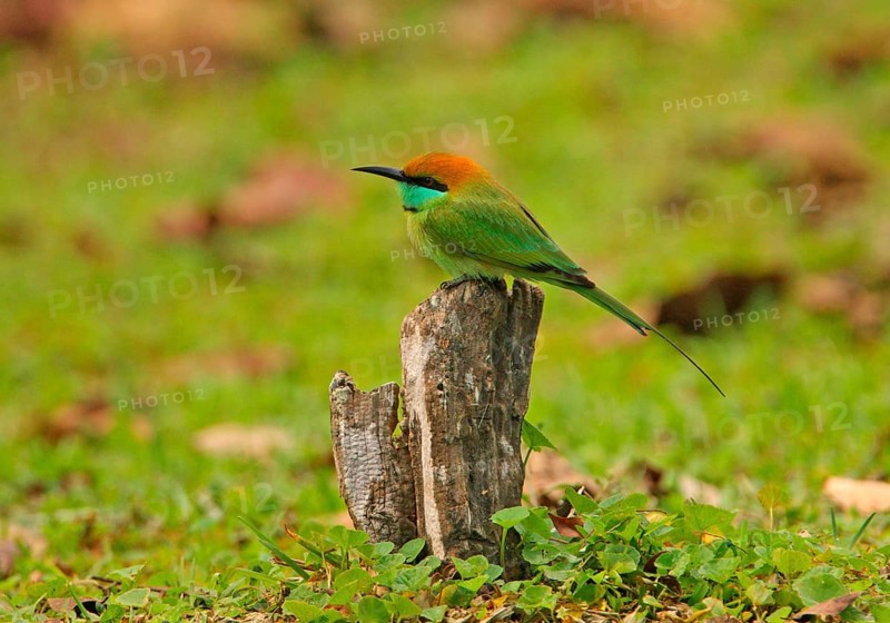 Little Green Bee-eater