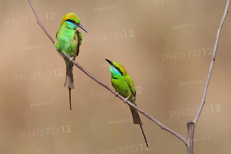 Small Green green bee-eater