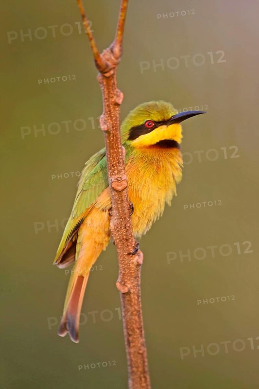Little Bee-eater