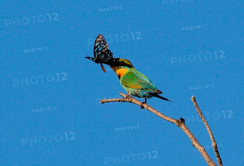 Rainbow bee-eater