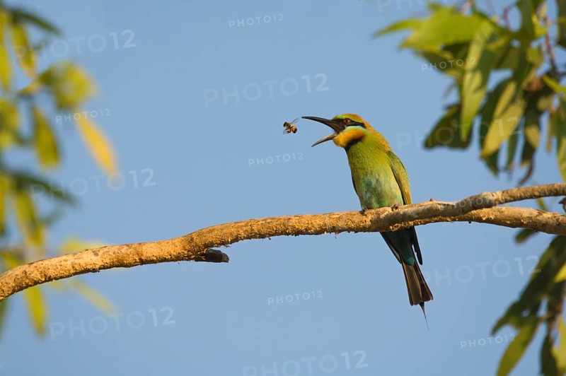 Rainbow bee-eater