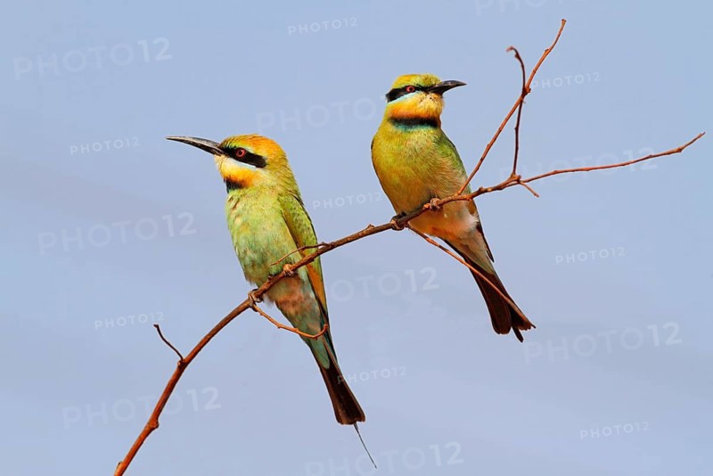 Rainbow bee-eater