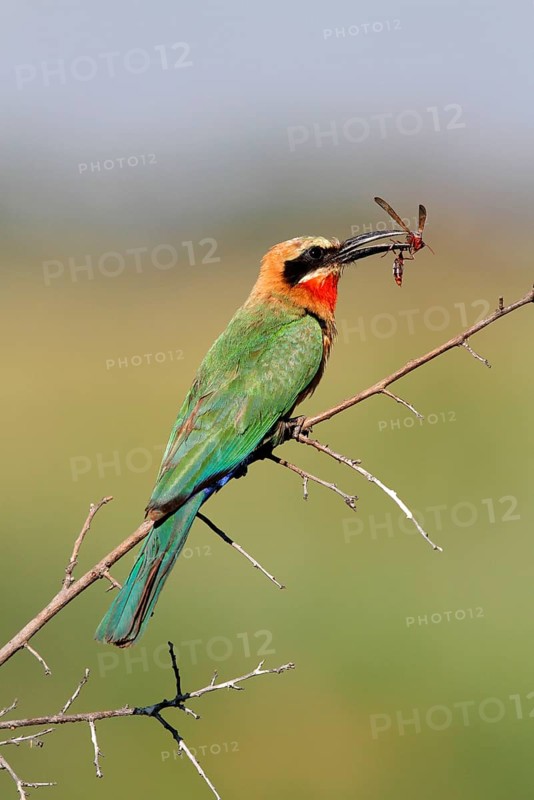 White-fronted Bee-eater