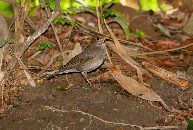 Tickell's Thrush