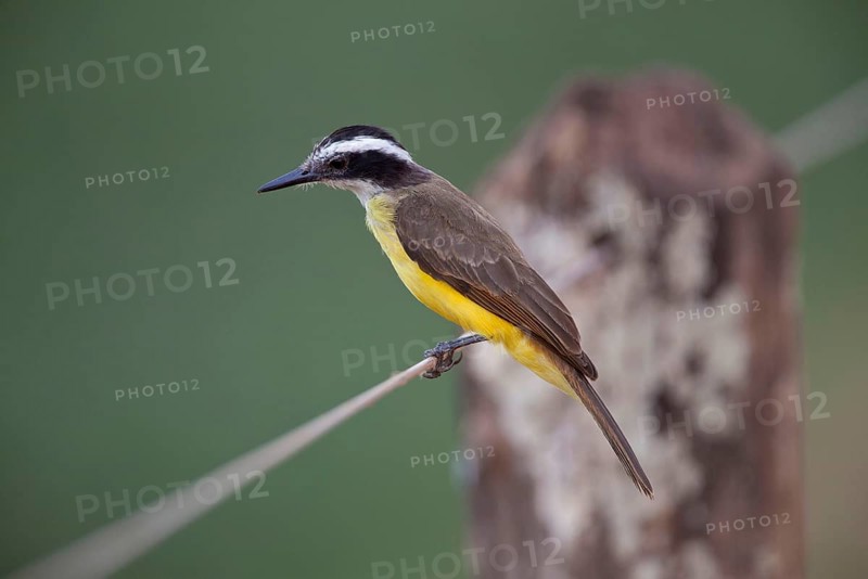 Small kiskadee