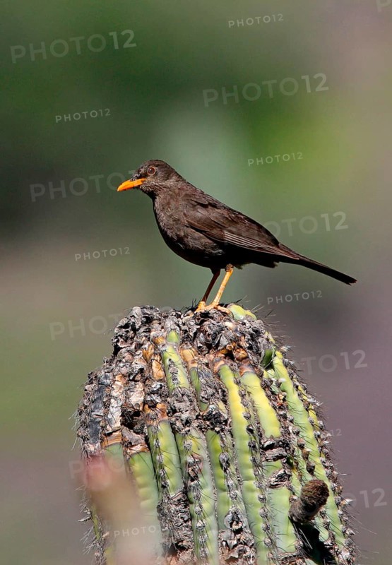 Chiguanco thrush