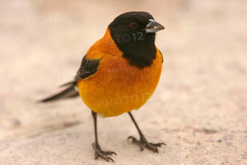 Black-hooded Sierra-finch