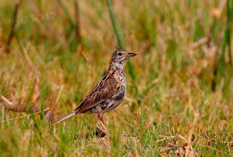 Correndera pipit