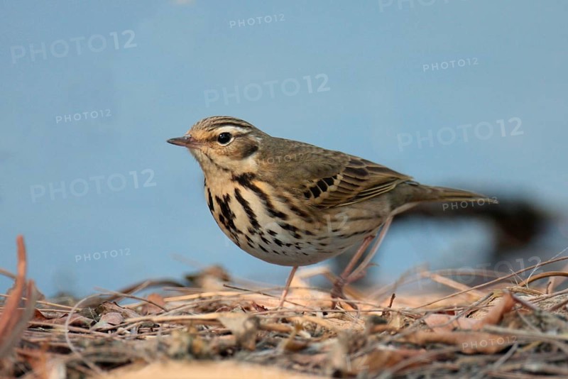 Adult Olive-backed Pipit