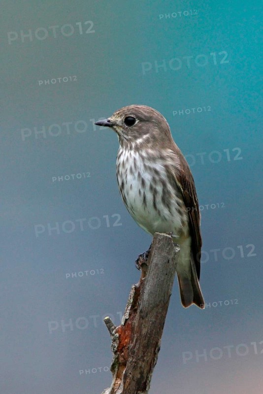 Flycatcher