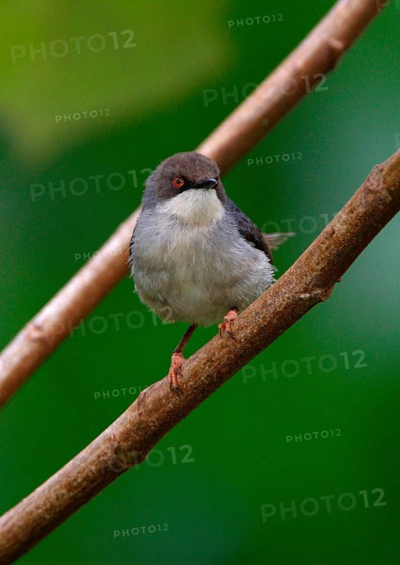 Grey Apalis