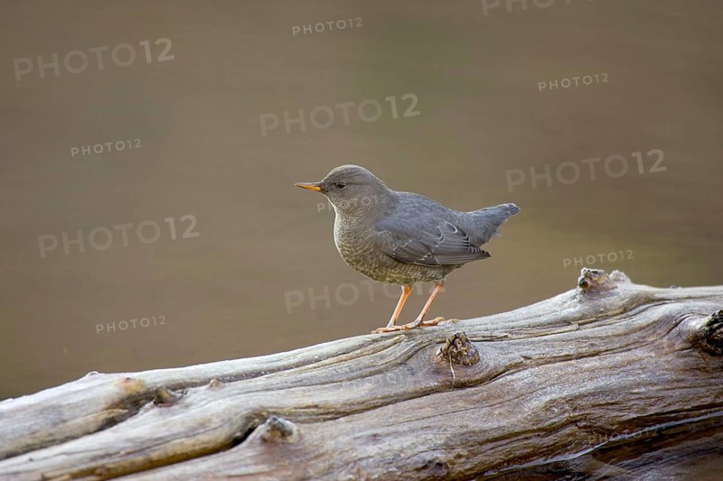 Grey White-throated Dipper