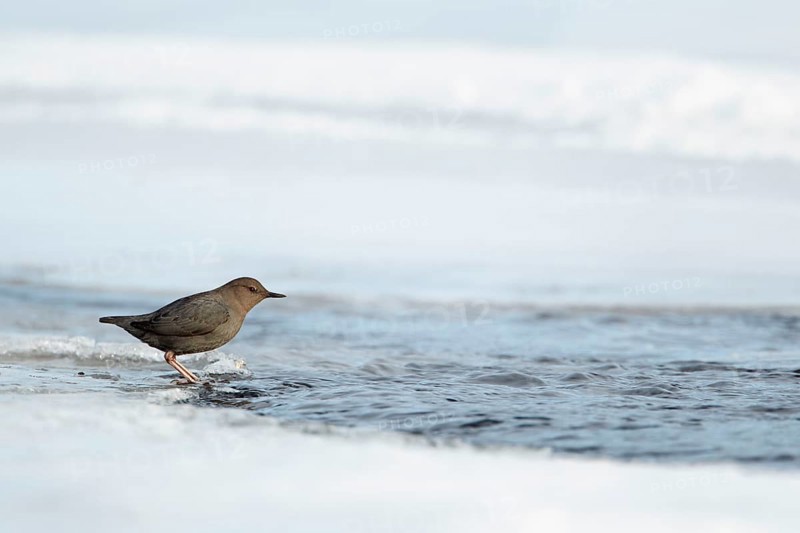 American Dipper