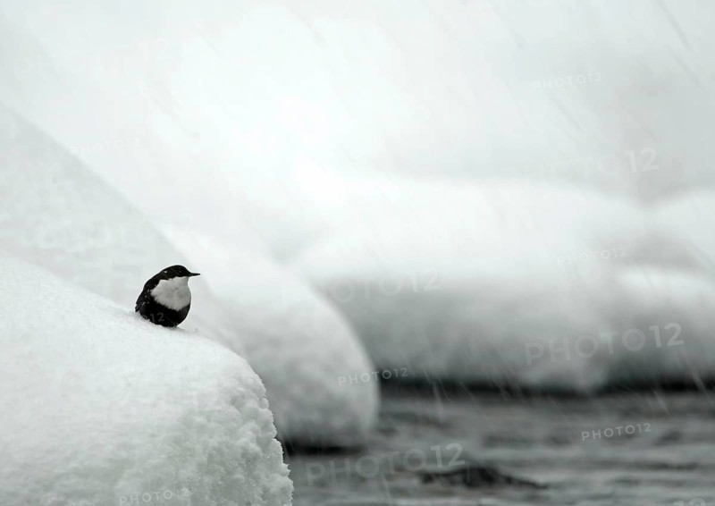White-breasted dipper