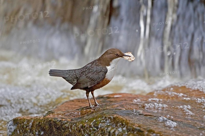 Adult white-breasted dipper