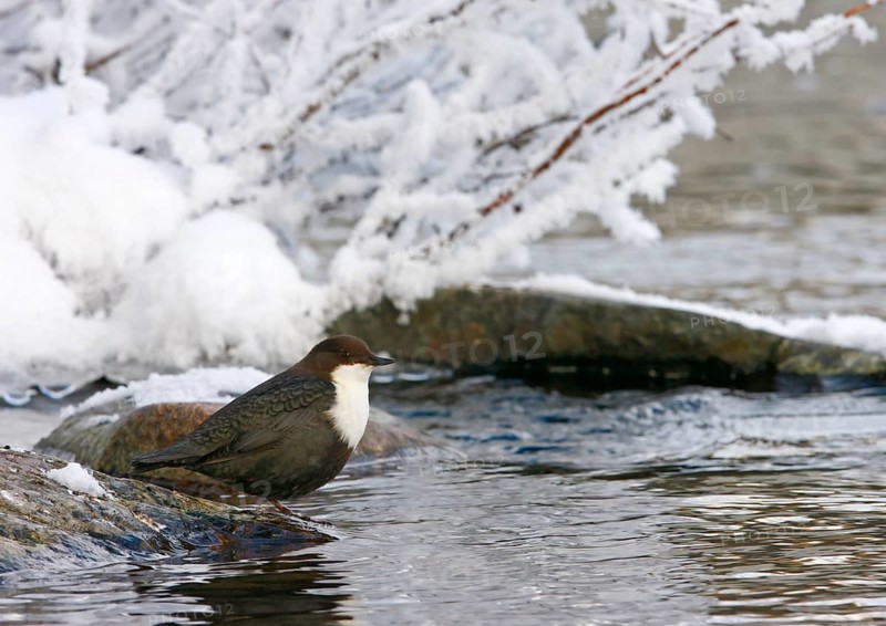 White-breasted dipper